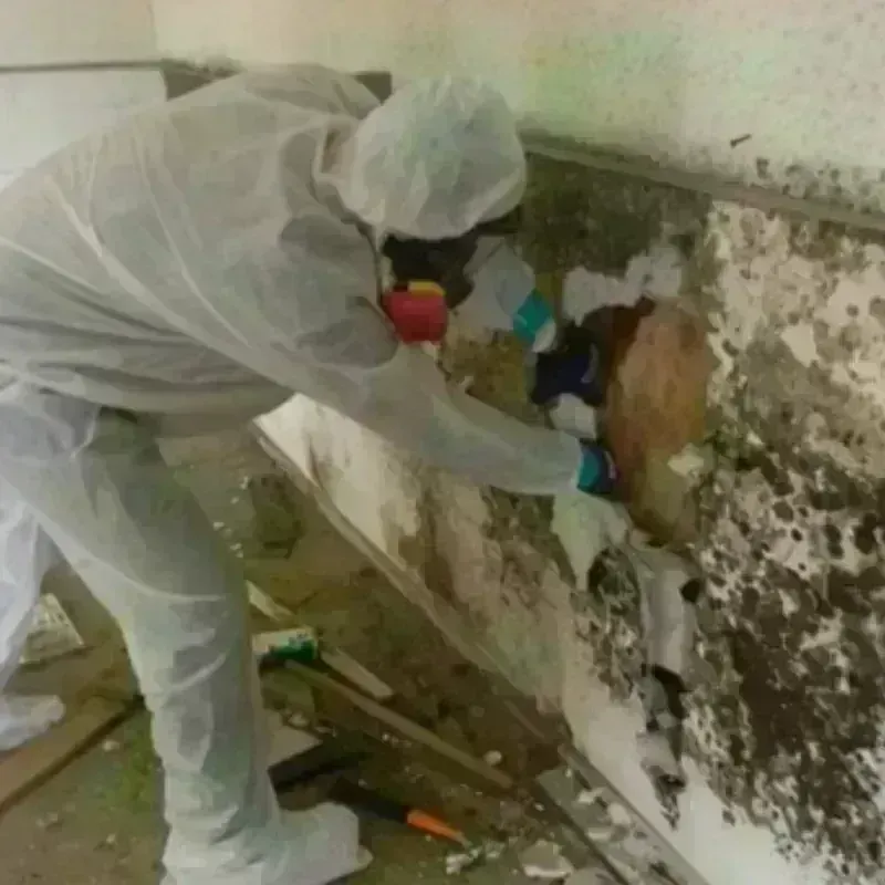 Best Mold Remediation and Removal Service in Mercerville, NJ